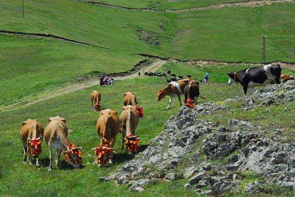 Yayla Göçleri-2013