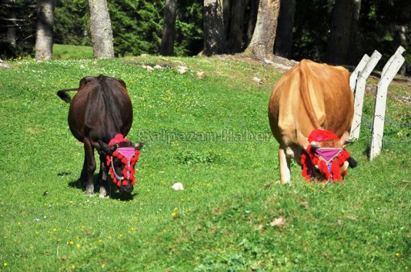 Yayla Göçleri-2012