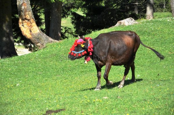 Yayla Göçleri-2012