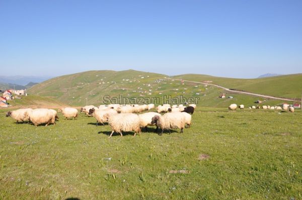 Yayla Göçleri-2012