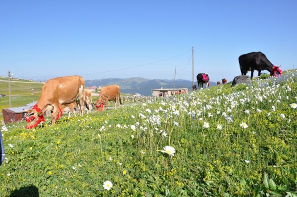 Yayla Göçleri-2012