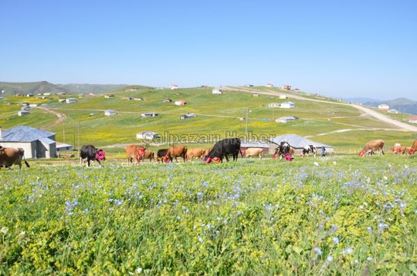 Yayla Göçleri-2012