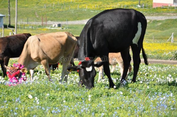 Yayla Göçleri-2012