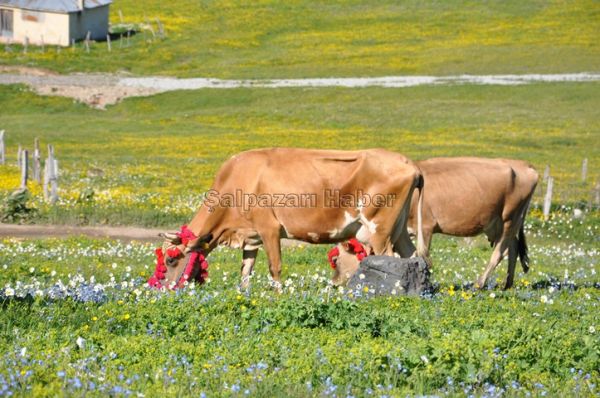 Yayla Göçleri-2012