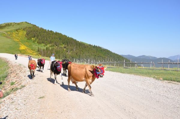 Yayla Göçleri-2012