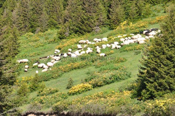 Yayla Göçleri-2012