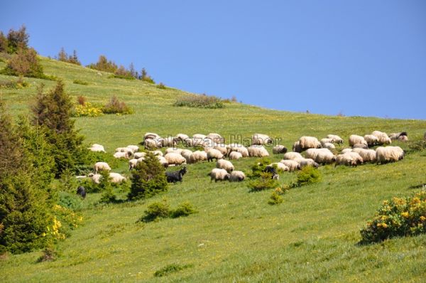 Yayla Göçleri-2012