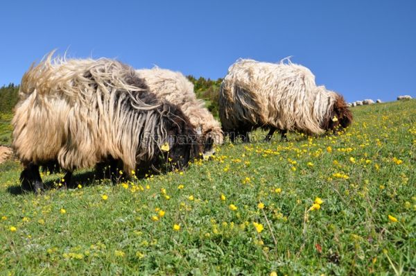 Yayla Göçleri-2012