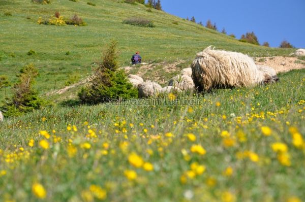 Yayla Göçleri-2012