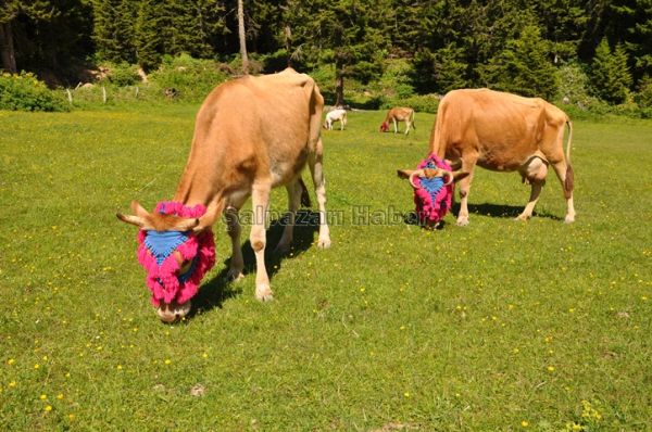 Yayla Göçleri-2012