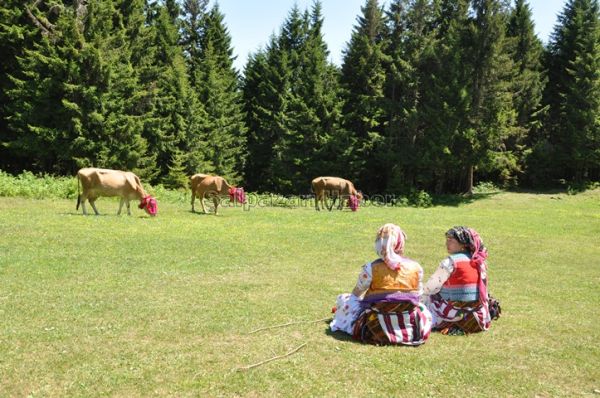 Yayla Göçleri-2012