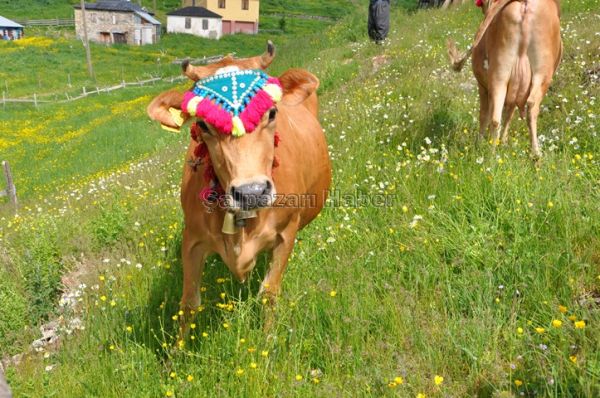 Yayla Göçleri-2012